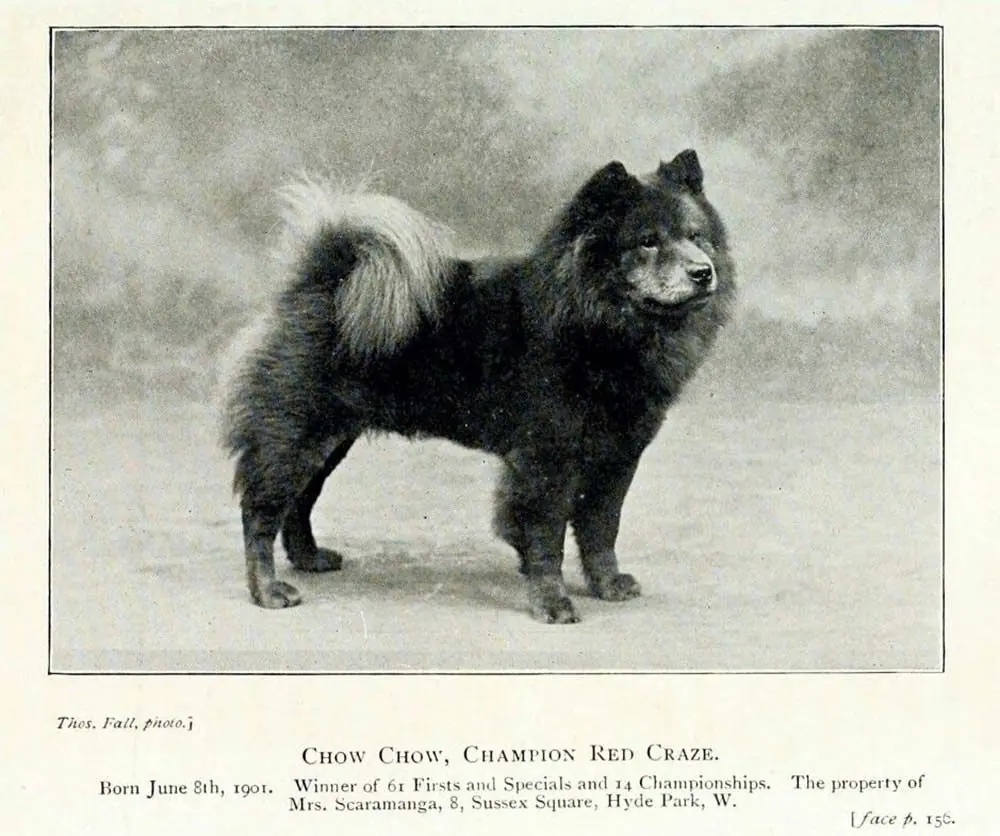Histoire du Chow Chow