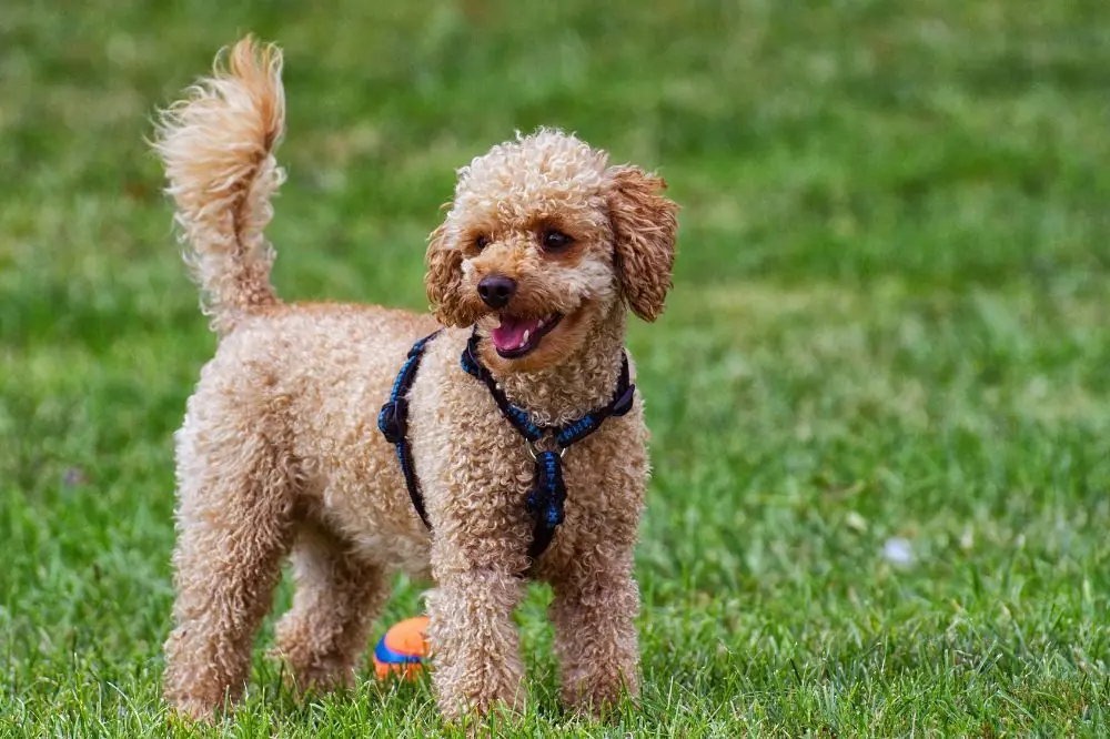 Históricamente, fueron conocidos por sus habilidades acrobáticas