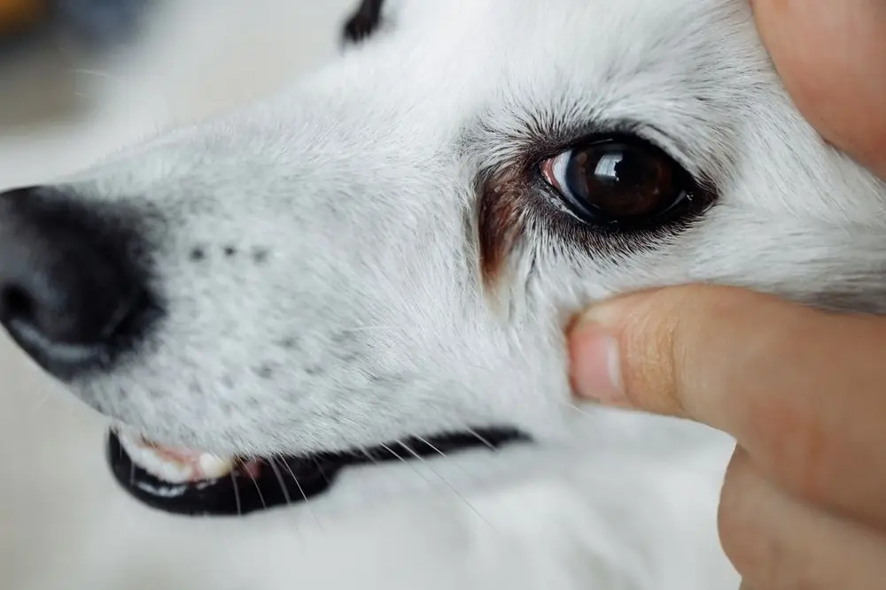 ?onjunctivitis,Eyes,Of,White,Dog,Close up ,Sick,Dog,With,Infected