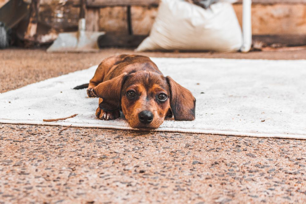 La esperanza de vida y el estilo de vida del Dachshund