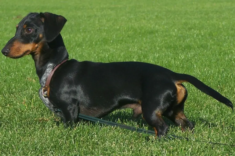 Las curiosidades fascinantes sobre el Dachshund