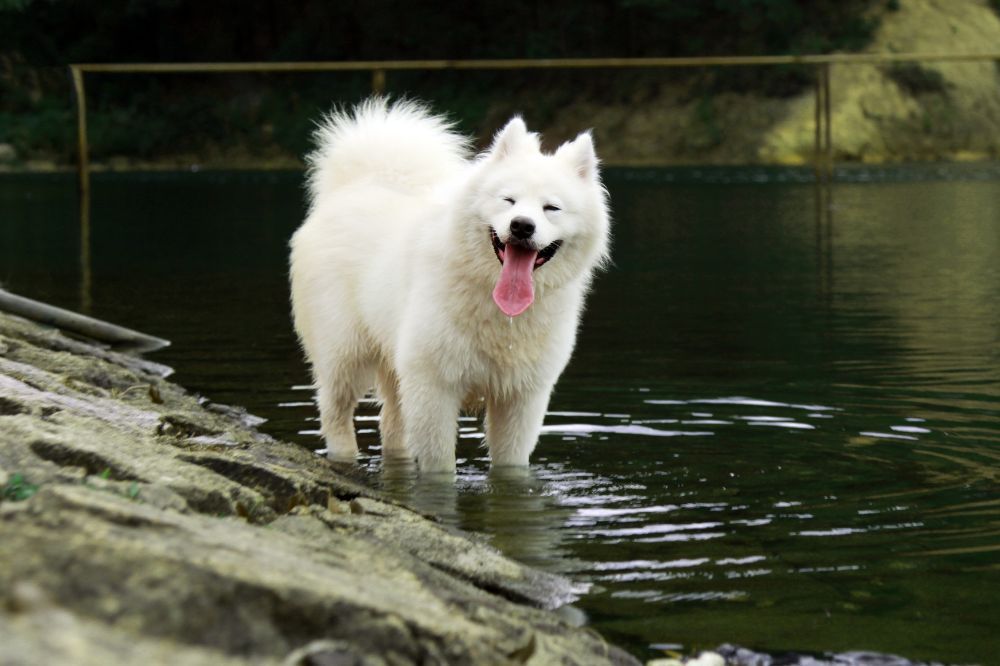 Las curiosidades fascinantes sobre el Samoyedo