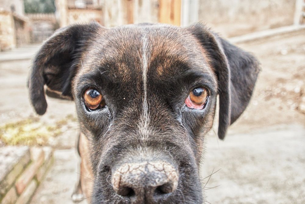 Can mirando al frente con ojo afectado.