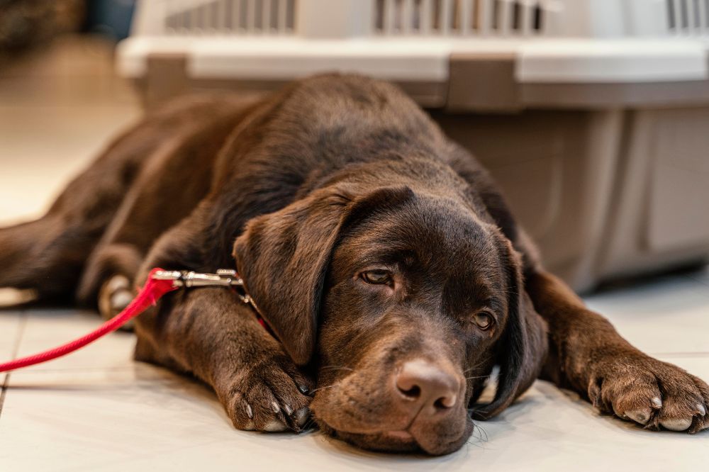 Maladies communes labrador