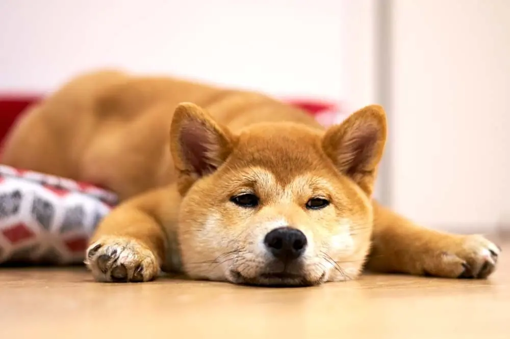 Malato di Shiba Inu