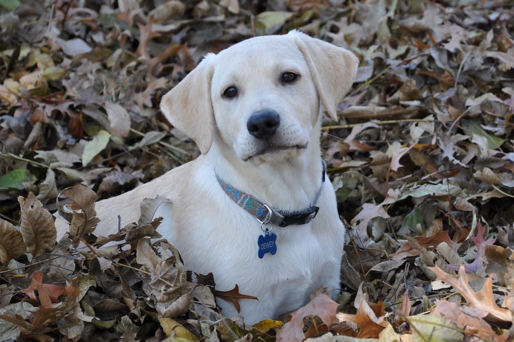 Nutrition idéale pour le Labrador Retriever