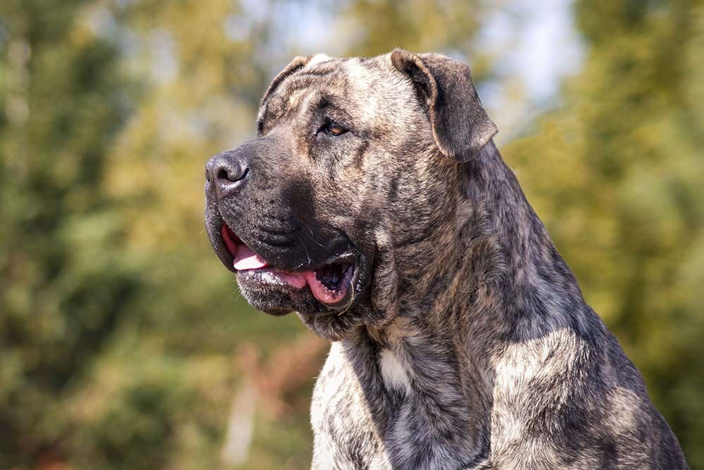 Necesidades alimenticias del Presa Canario