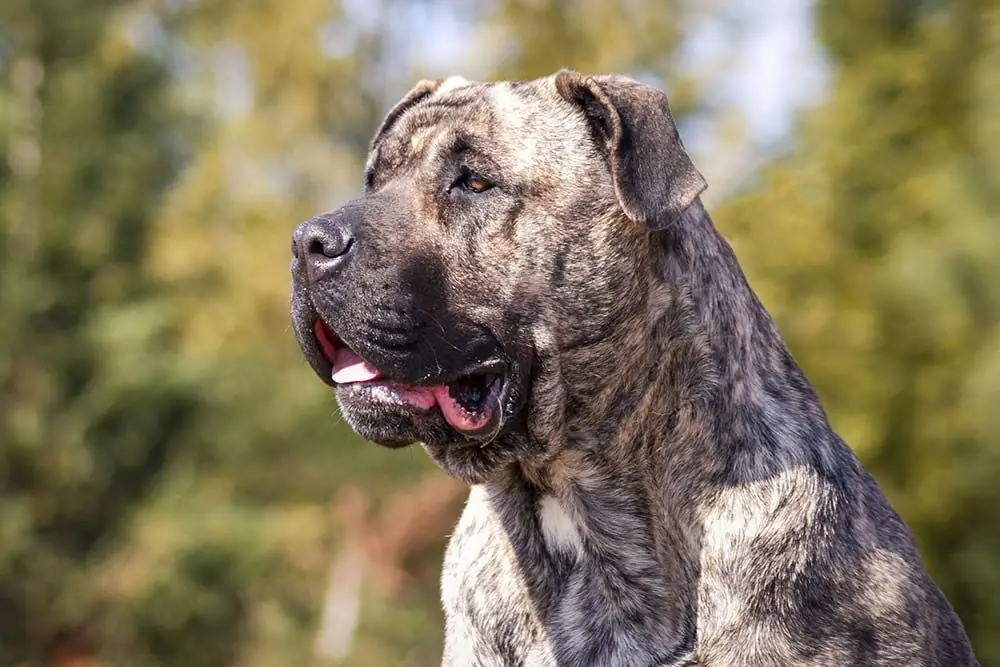 Necesidades alimenticias del Presa Canario