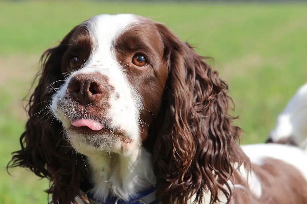Cocker Spaniel Inglese: Caratteristiche, cura e carattere