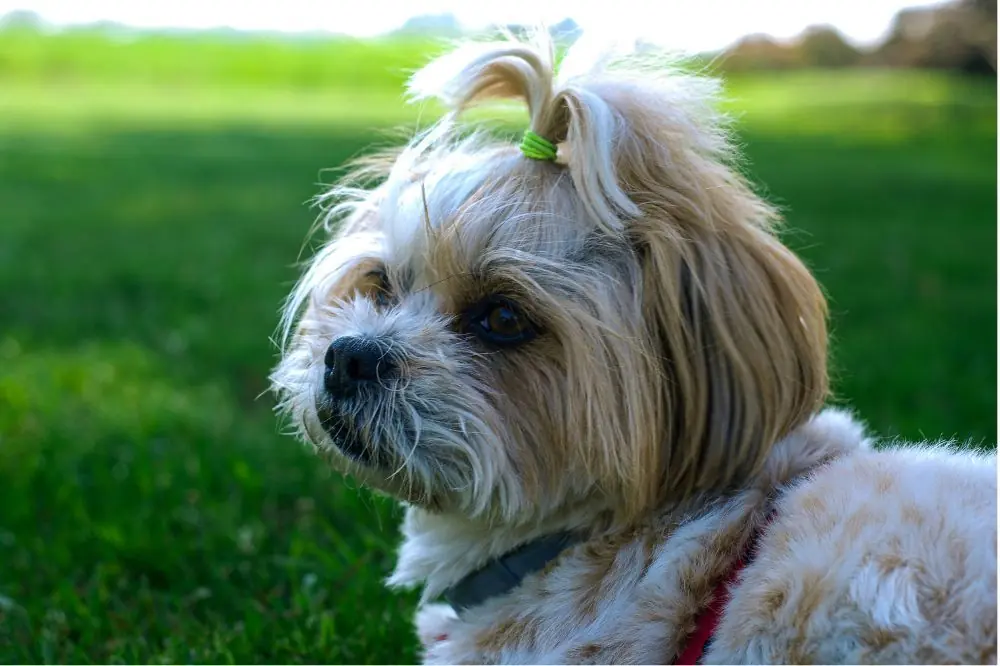 Origine e storia dello Shih Tzu