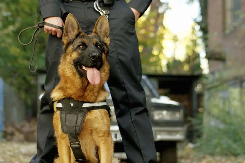 Pasteur allemand rôles société