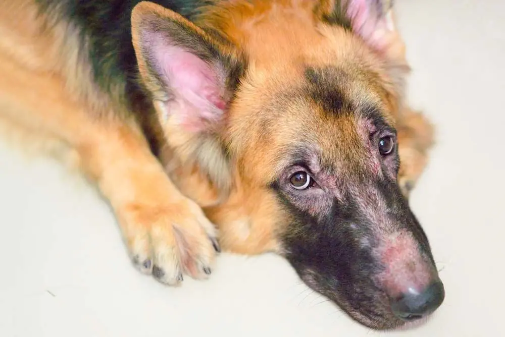 Pastor aleman allergies cutanées