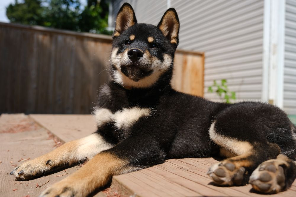 Personalidad del cachorro de Shiba Inu