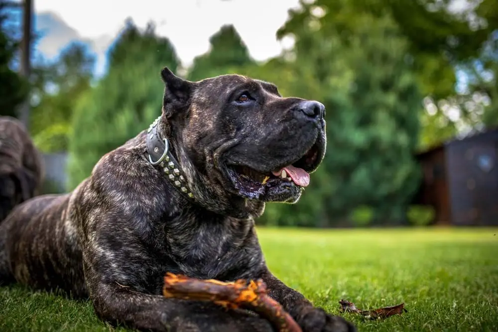 Mejor alimentación para el Presa Canario