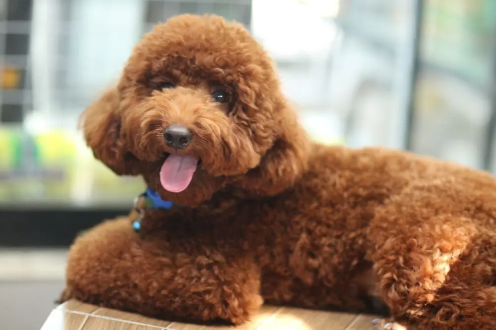 Presentan una amplia gama de estilos de corte de pelo