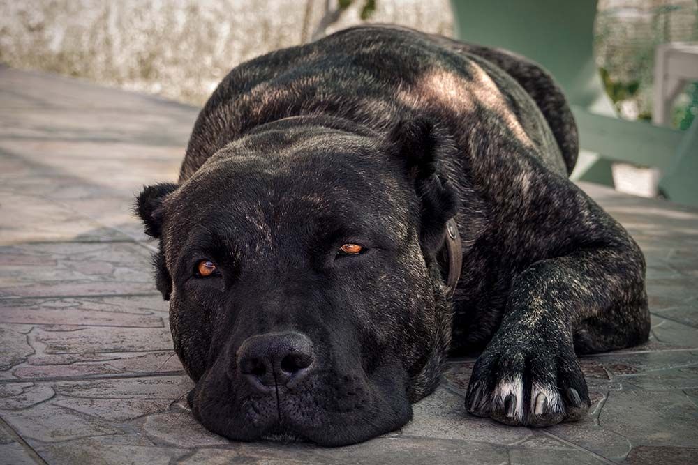 Problemi di Presa Canario