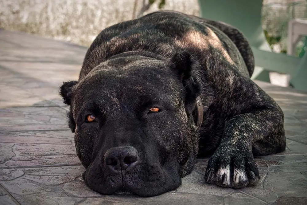 Problemi di Presa Canario