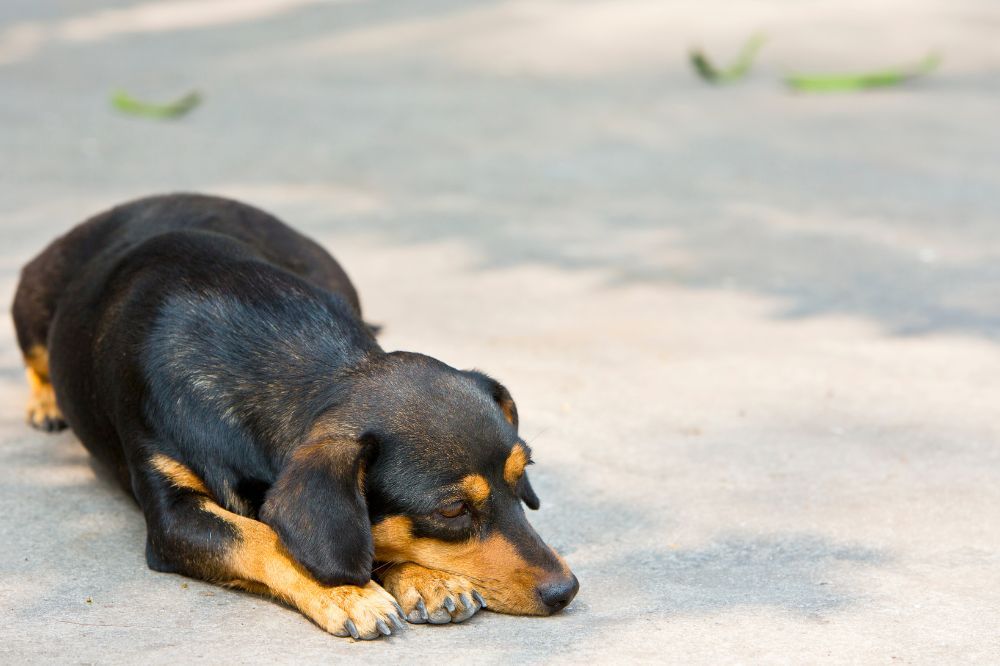 Propensión a problemas de espalda