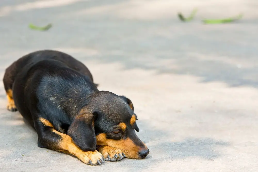 Propensión a problemas de espalda