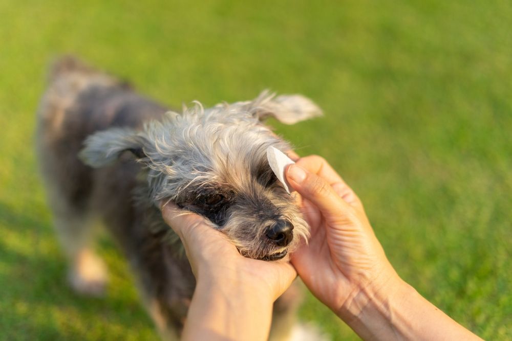 Pet,Care,Worker,Taking,Care,Of,Her,Cute,Dog,Use