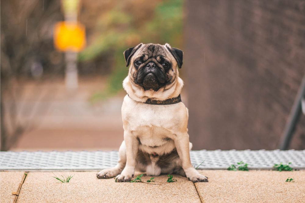 Revelando los secretos de los Pugs fascinantes detalles