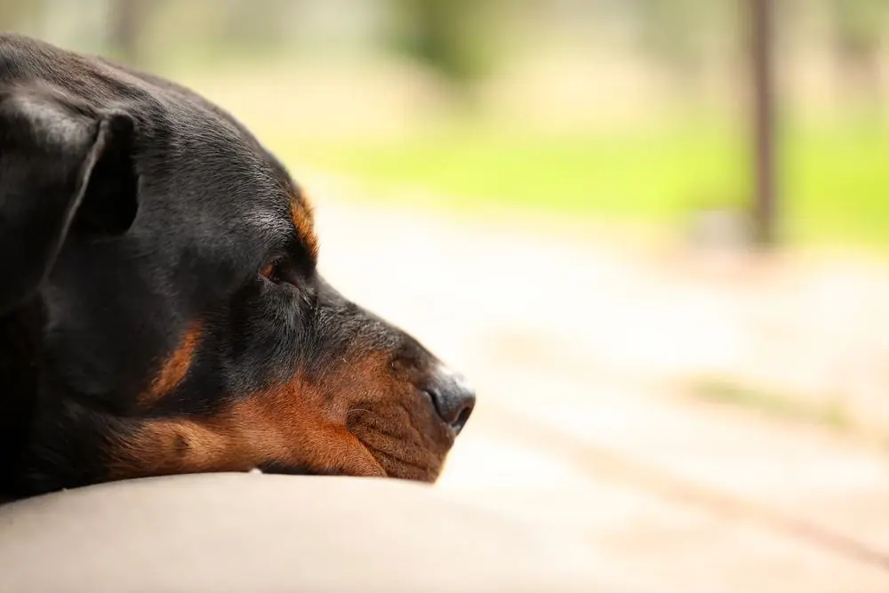 Rottweiler disteso e rilassato mentre si riposa