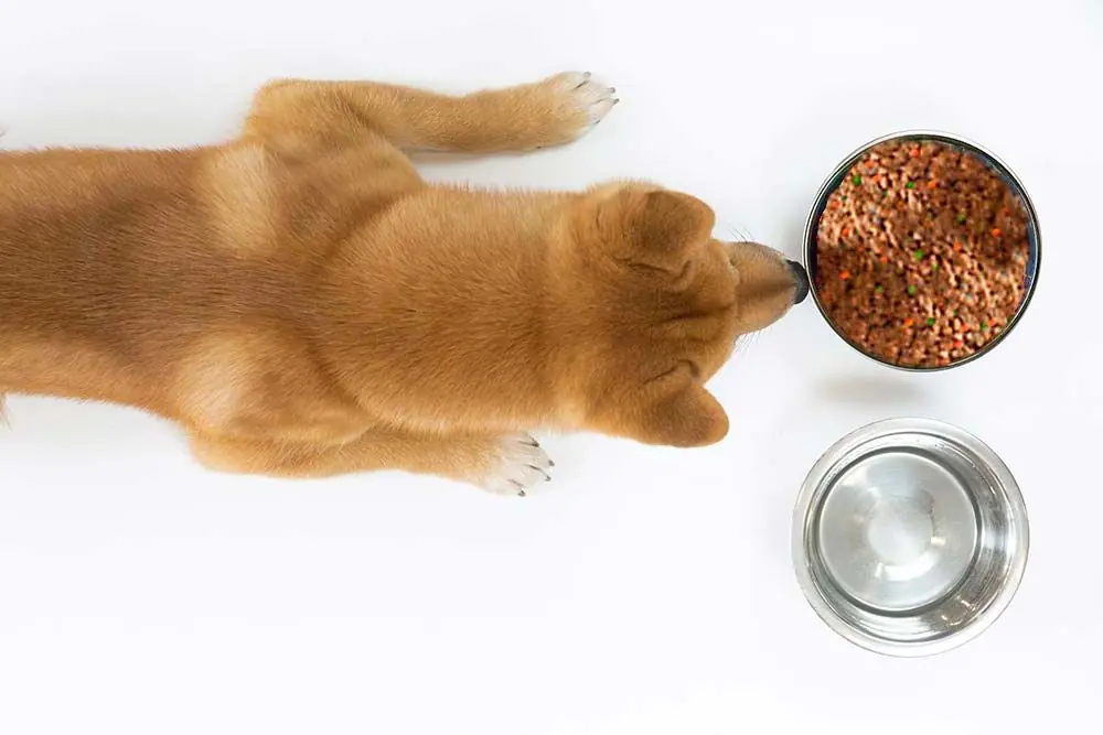 Shiba Inu cibo