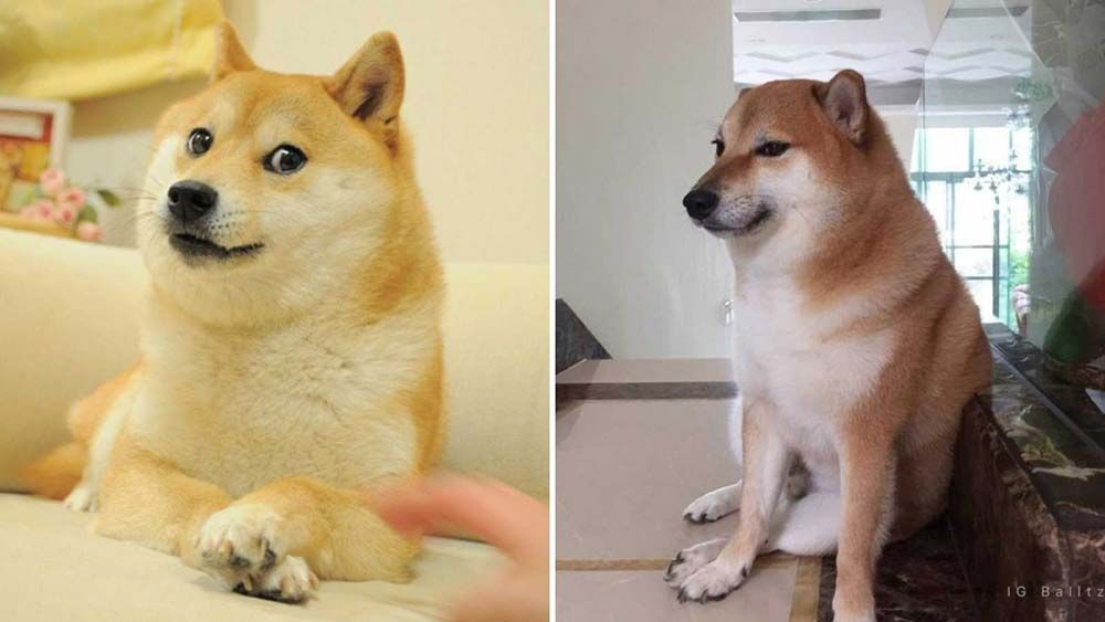 Shiba Inu meme