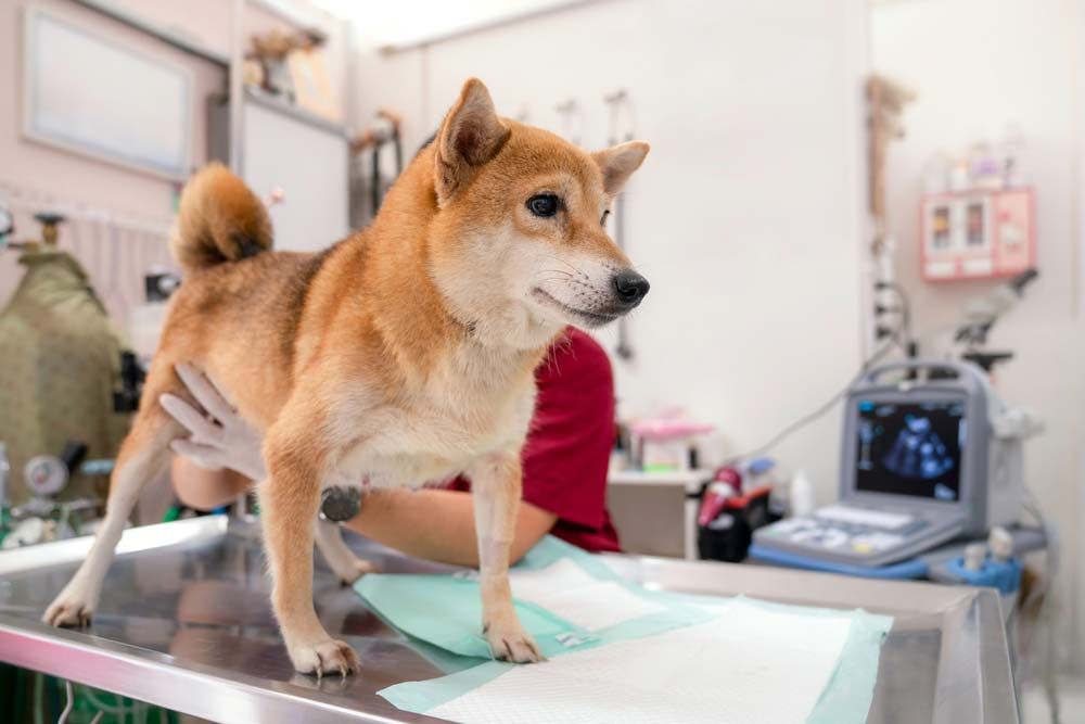 Shiba Inu veterinario