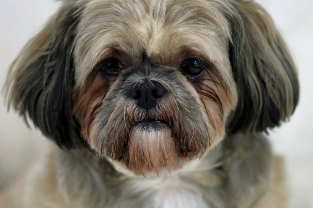 Son fáciles de entrenar