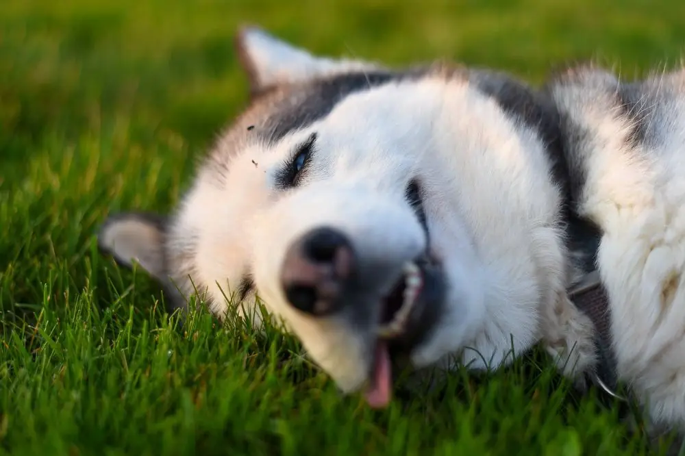 Sono compatibili con una vasta gamma di strutture familiari