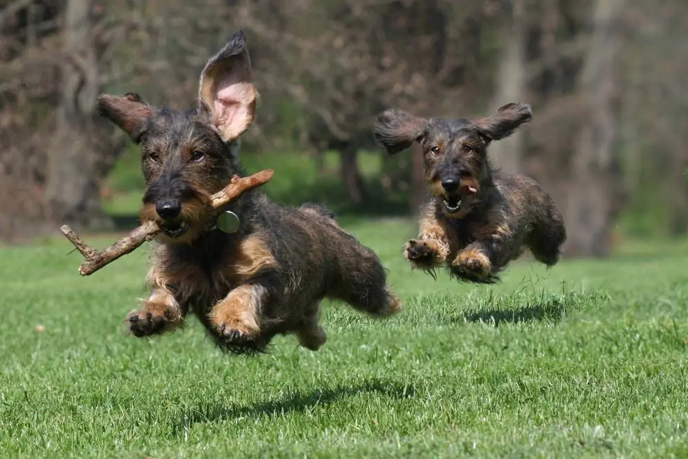 Teckel à poil dur exercice