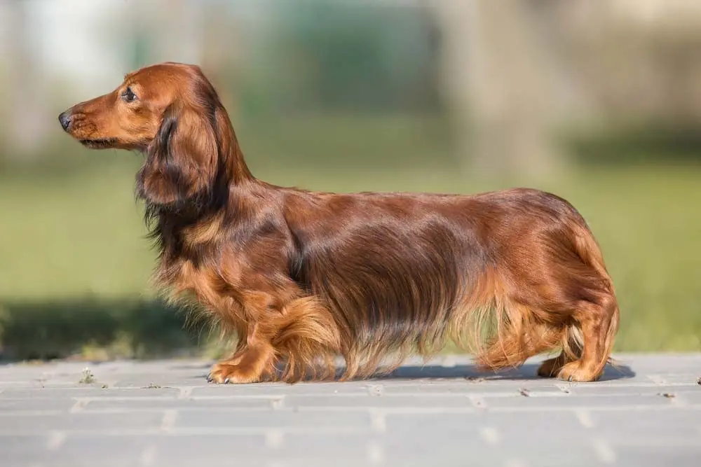 Teckel à poil long caractéristiques