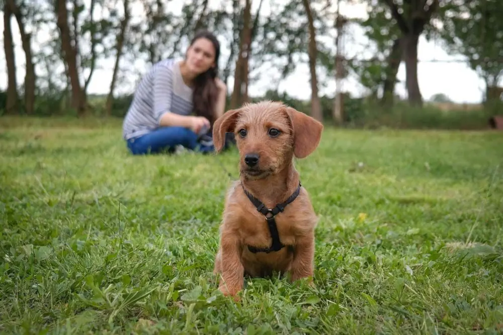 Teckel dur dur sain sain