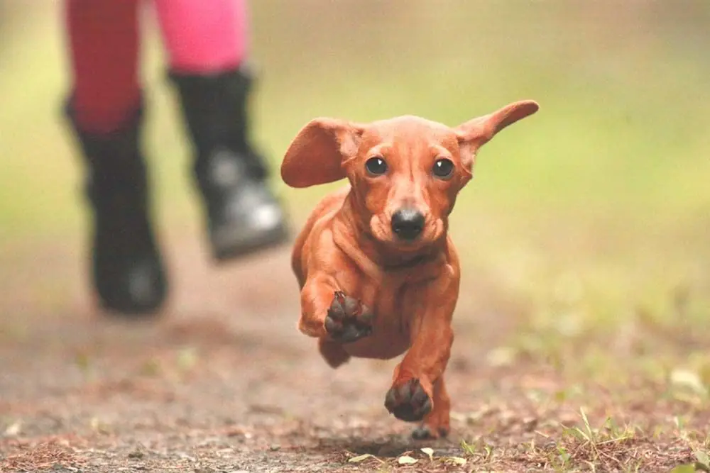 Teckel exercice régulier