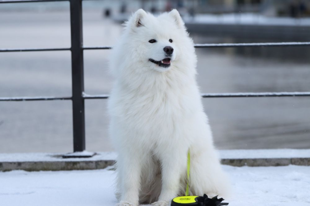 Trabajo en Equipo La Historia del Samoyedo como Perro de Trineo y Pastoreo