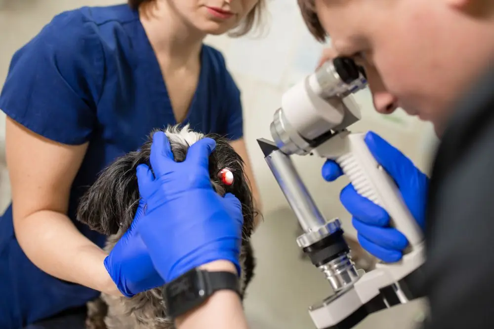 Veterinary,,Ophthalmologists,Examine,The,Injured,Eye,Of,A,Dog,With