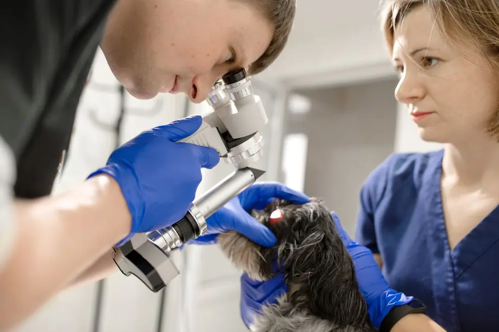 A,Veterinary,Ophthalmologist,Makes,A,Medical,Procedure,,Examines,The,Eyes