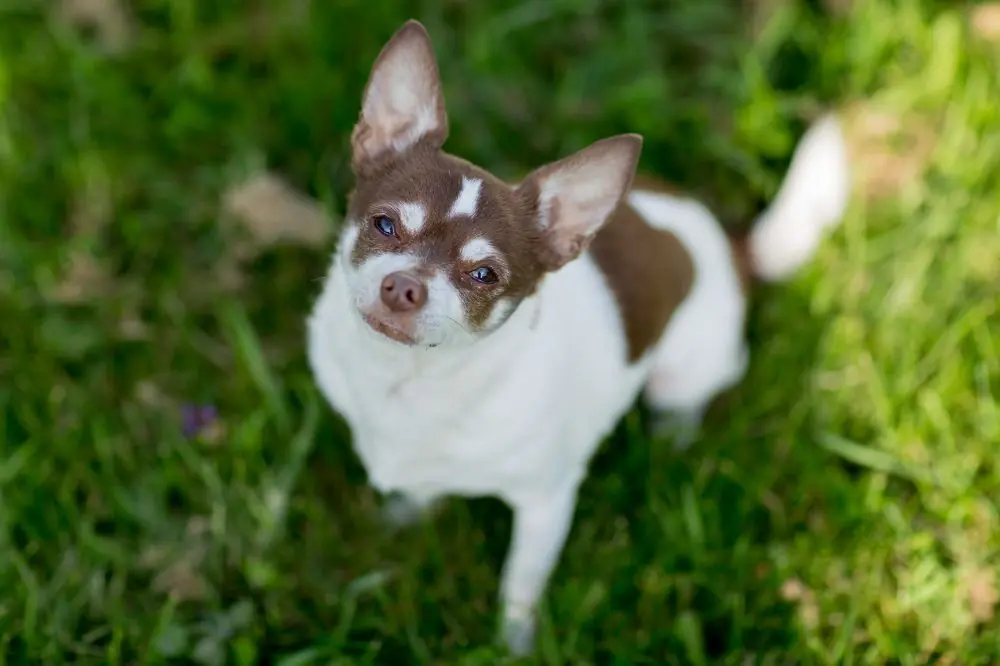 Vantaggi dell'alimentazione naturale per il Chihuahua