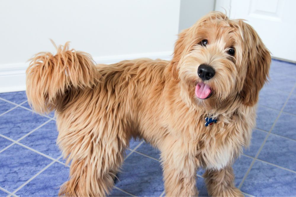 Vantaggi dell'alimentazione naturale per il Goldendoodle