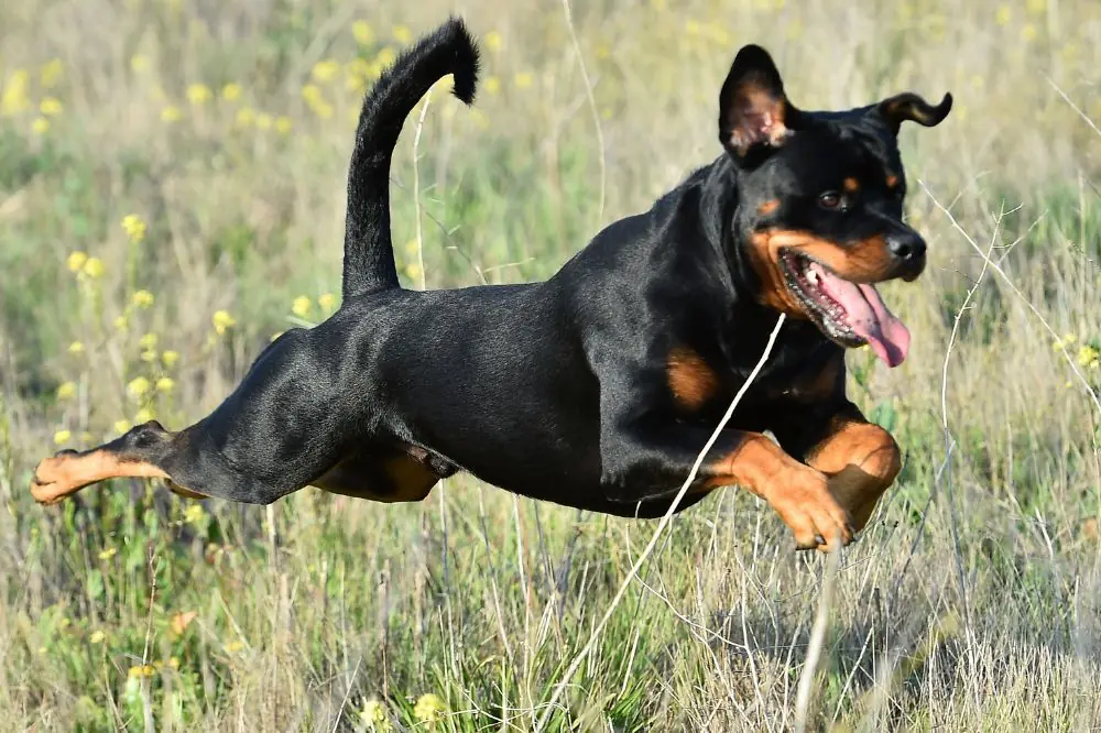 Vantaggi dell'alimento naturale per il Rottweiler
