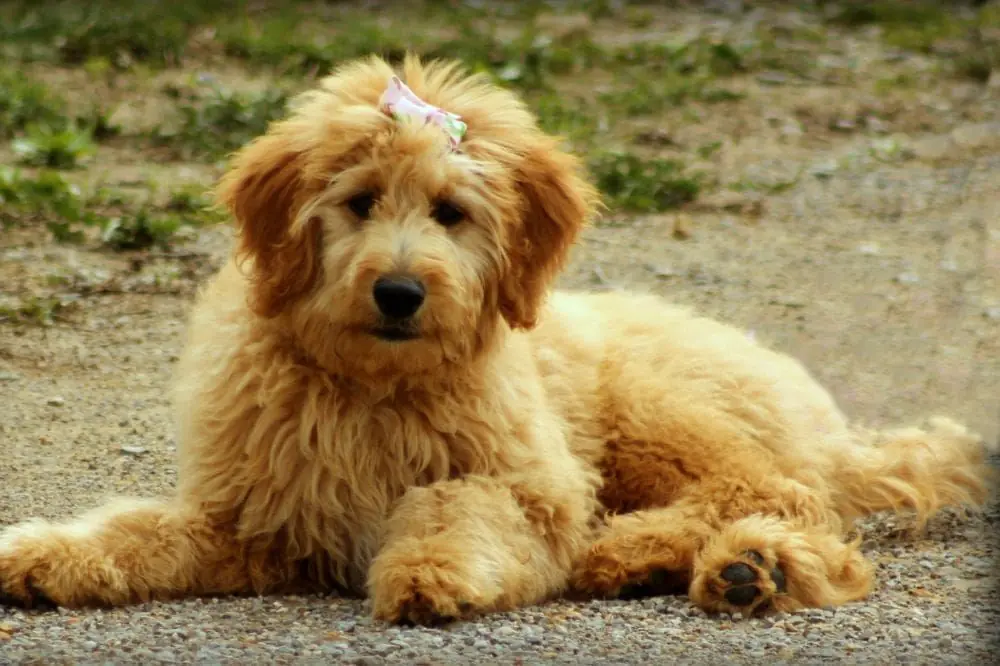 Varietà di dimensioni