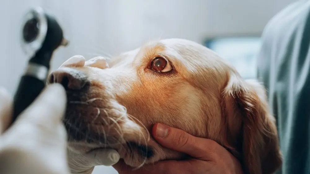 Prevención y tratamiento de úlceras corneales en perros: Consejos para mantener la salud ocular