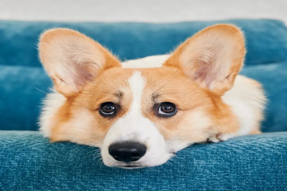 Corgi relajado sobre el sofá.