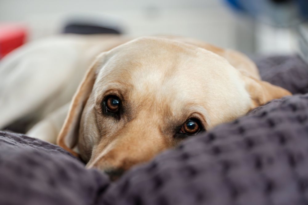 personnalité du Labrador