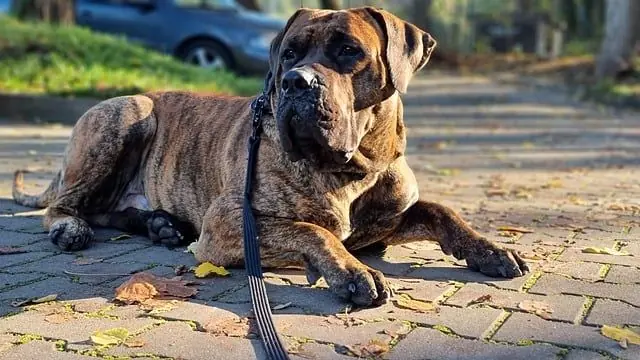 Migliore alimentazione per il Presa Canario