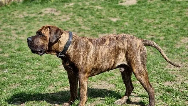 Cane da presa canario o Dogo canario: caratteristiche, cure, alimentazione e temperamento
