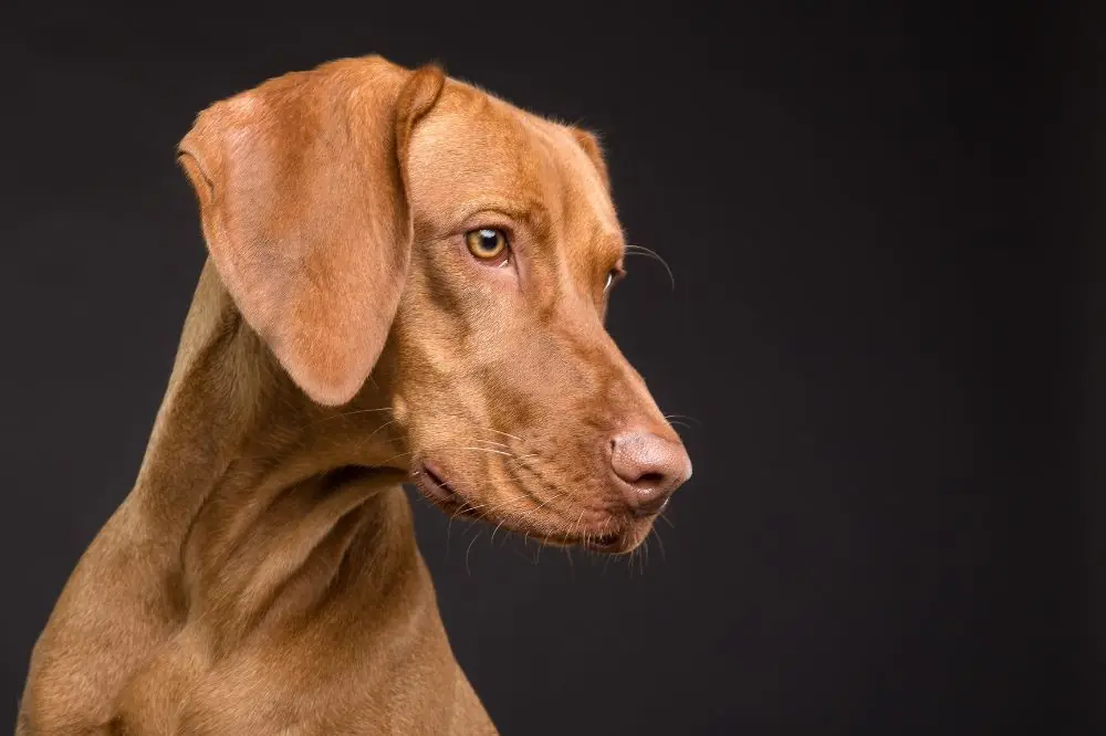 Cómo elegir el perro ideal para ti