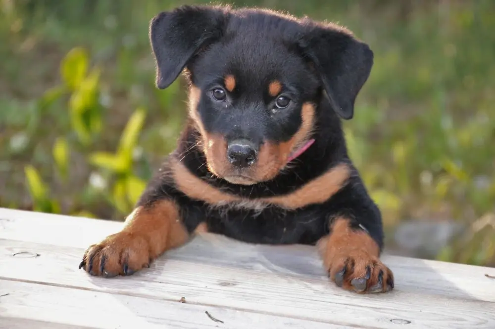 Entrenamiento para cachorros: consejos para el éxito