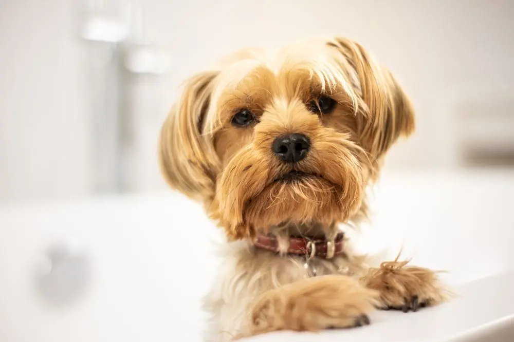 Los beneficios de tener un perro en tu vida